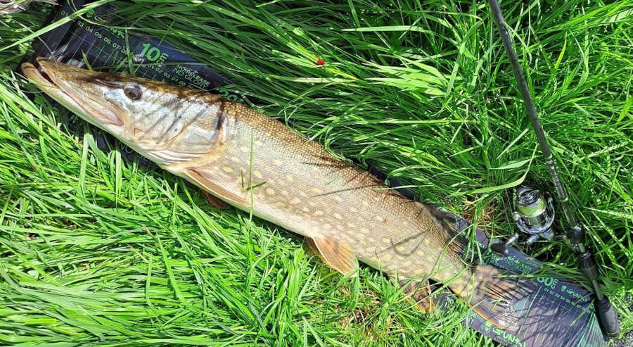 brochet de 80 cm