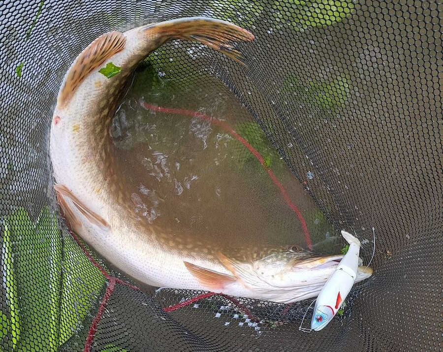 brochet de 95 cm