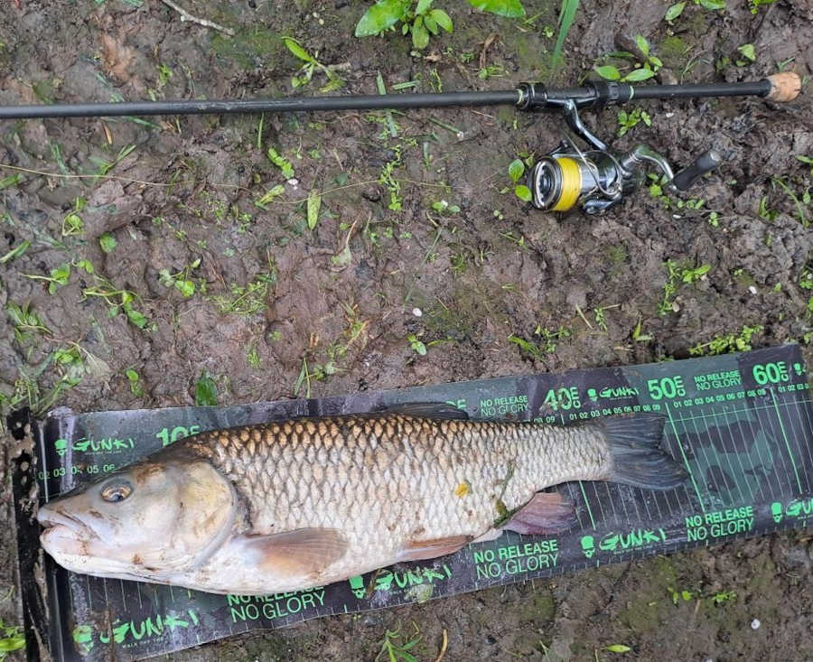 chevesne de 50 cm
