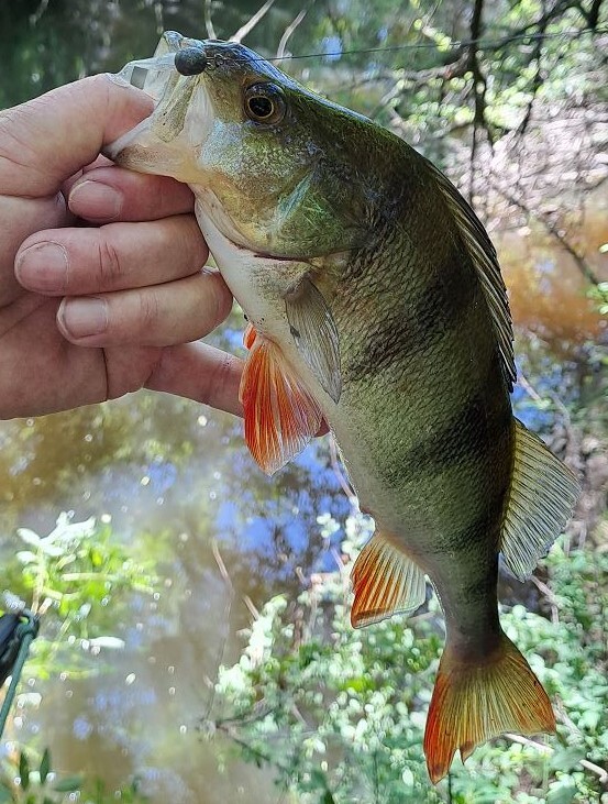 perche de 32 cm