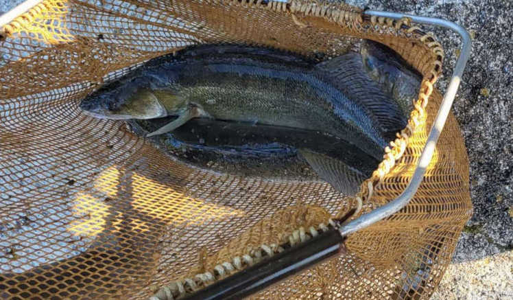 pêche de sauvegarde