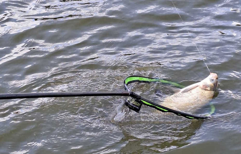 hop dans l'épuisette!